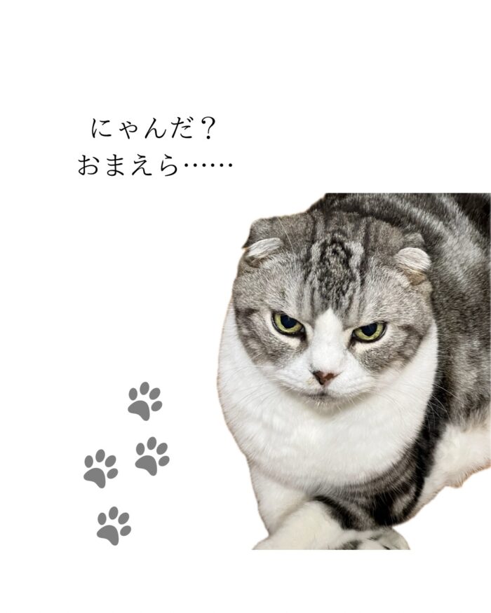 おじいにゃんとちびにゃんず – FOTODELIC